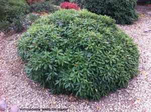 Pittosporum 'Wheeler's Dwarf'